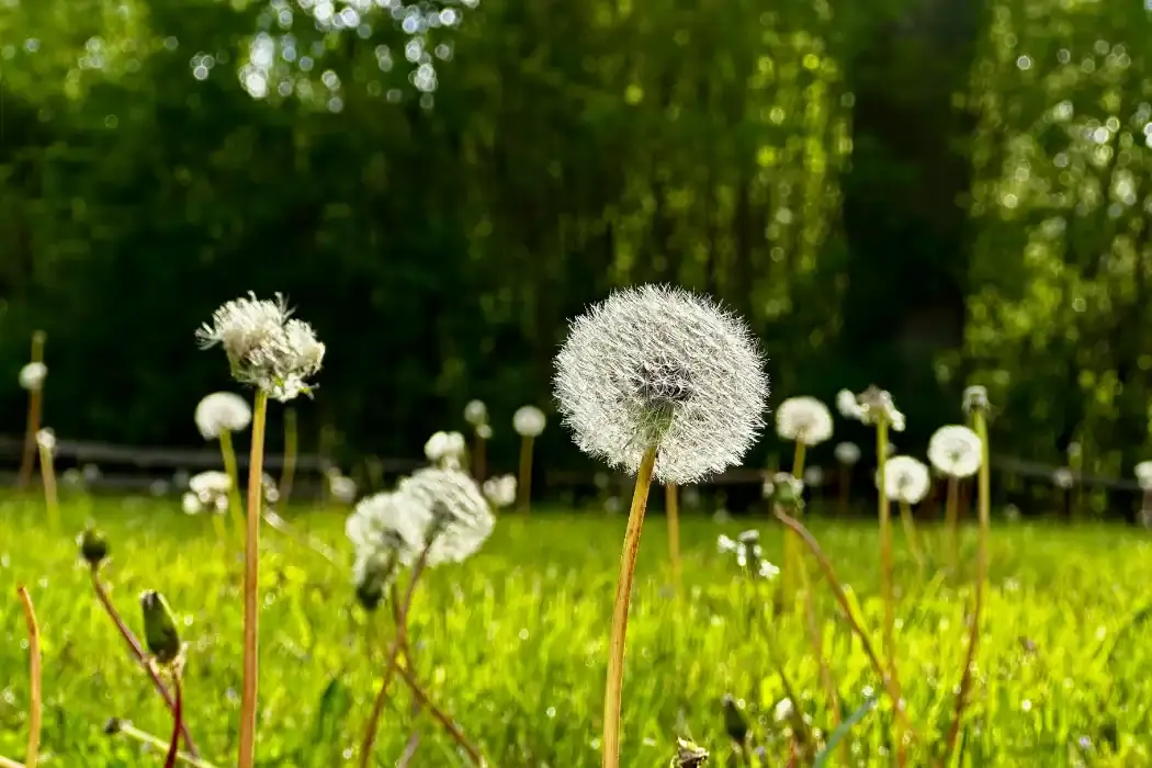 SEQ Lawn Weed Control Guide