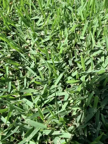 1. Empire Zoysia thumbnail
