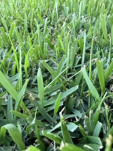 2. Empire Zoysia thumbnail
