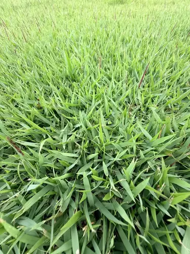 Empire<br>Zoysia Empire<br>Zoysia thumbnail