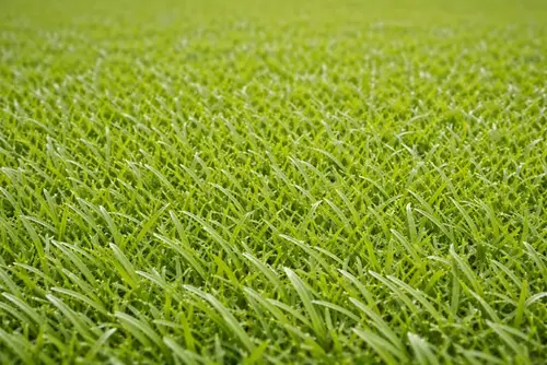 Augusta Zoysia