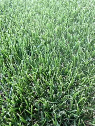 1. Augusta Zoysia thumbnail