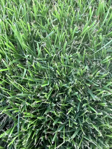 2. Augusta Zoysia thumbnail
