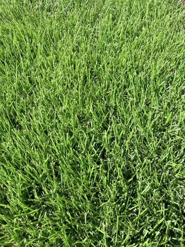Augusta<br>Zoysia thumbnail