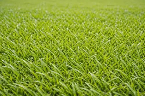 Nara Native Zoysia