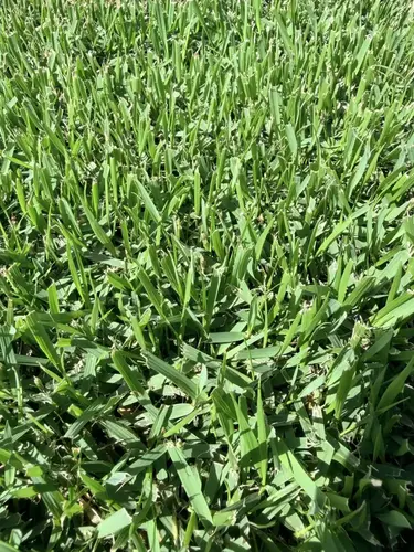 1. Nara Native Zoysia thumbnail