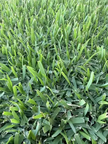 Nara Native<br>Zoysia Nara Native<br>Zoysia thumbnail