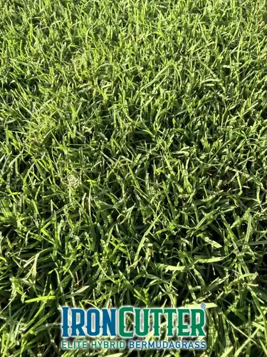 Iron Cutter Elite<br>Hybrid Bermuda